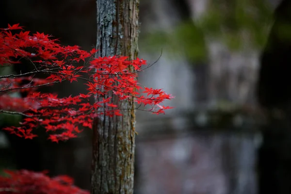 Feuilles Rouges Jaunes Érable Japonais Acer Palmatum Automne Feuilles Kyotorées — Photo