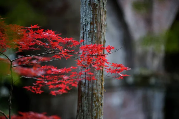 Red Yellow Leaves Japanese Maple Acer Palmatum Autumn Kyotored Yellow — Stockfoto