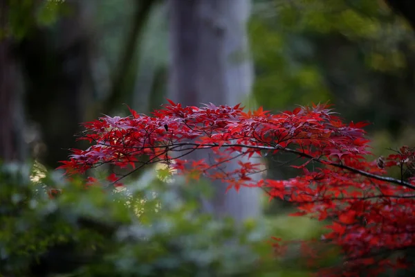 Rote Und Gelbe Blätter Des Japanischen Ahorns Acer Palmatum Herbst — Stockfoto