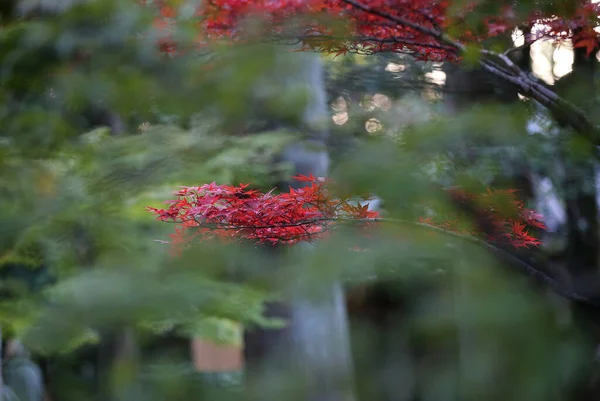 Feuilles Rouges Jaunes Érable Japonais Acer Palmatum Automne Feuilles Kyotorées — Photo