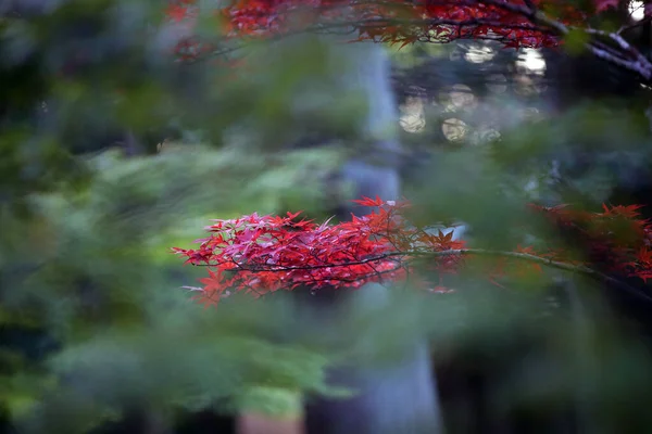 Red Yellow Leaves Japanese Maple Acer Palmatum Autumn Kyotored Yellow — Zdjęcie stockowe
