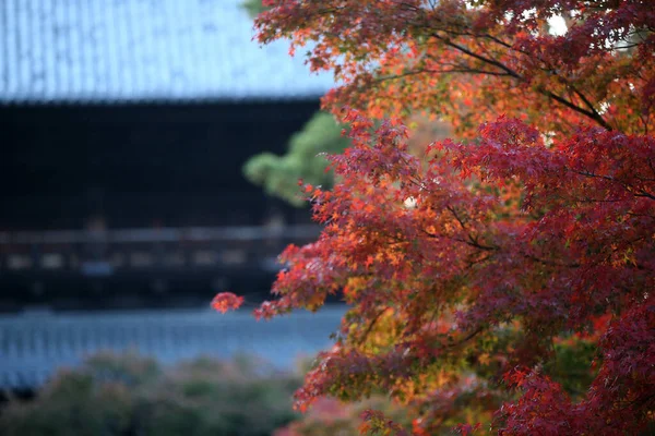 Feuilles Rouges Jaunes Érable Japonais Acer Palmatum Automne Feuilles Kyotorées — Photo