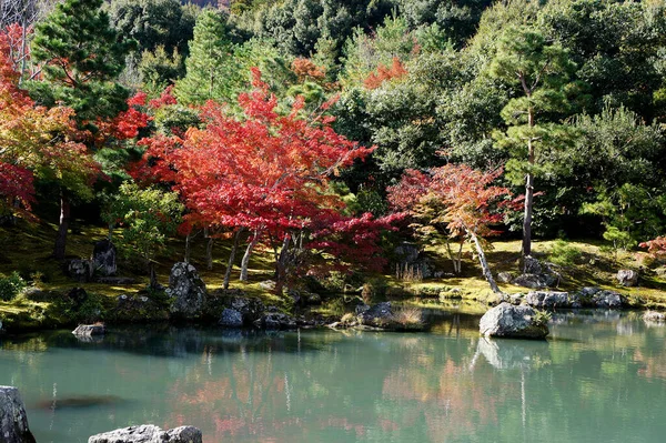 Red Yellow Leaves Japanese Maple Acer Palmatum Autumn Kyotored Yellow — Stockfoto