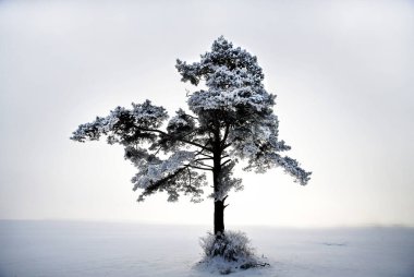 Winter landscape with snow fields and pine tree, Lithuania