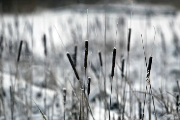 Frozen Marsh Area Overcast Day Lithuania — Stock Fotó