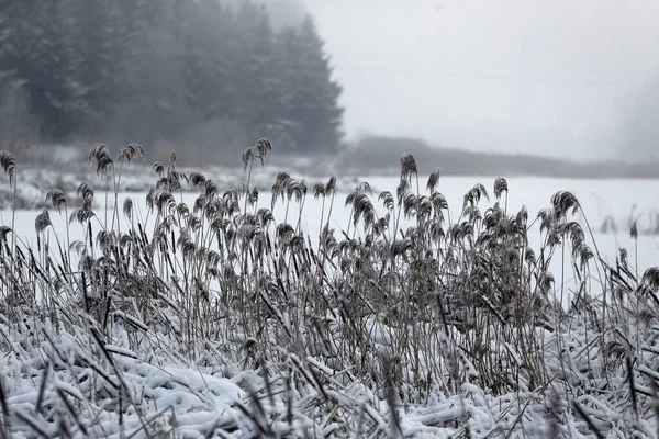 Paisagem Inverno Com Neve Canas Secas Congeladas Lituânia — Fotografia de Stock