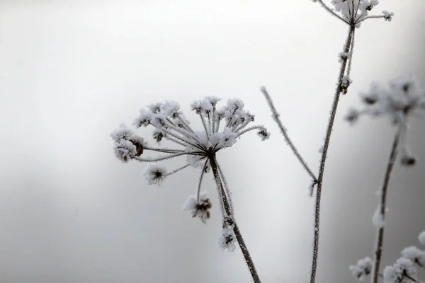 Zimní Krajina Sněhem Suchými Zmrzlými Rákosím Litva — Stock fotografie