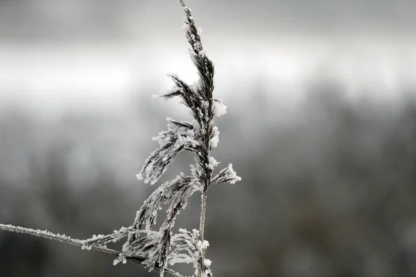 Paisagem Inverno Com Neve Canas Secas Congeladas Lituânia — Fotografia de Stock