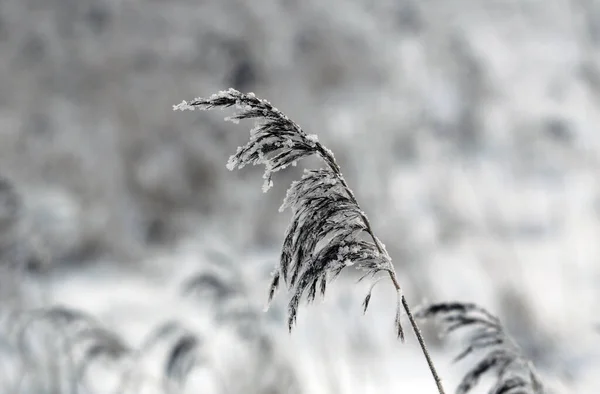 Paisagem Inverno Com Neve Canas Secas Congeladas Lituânia — Fotografia de Stock