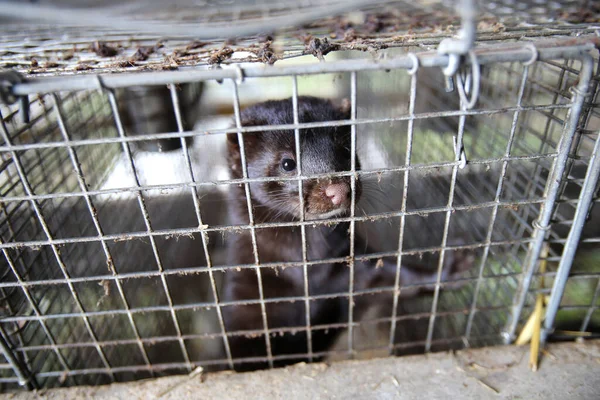 Europese Nertskooi Gekweekt Een Boerderij Voor Bont Litouwen — Stockfoto