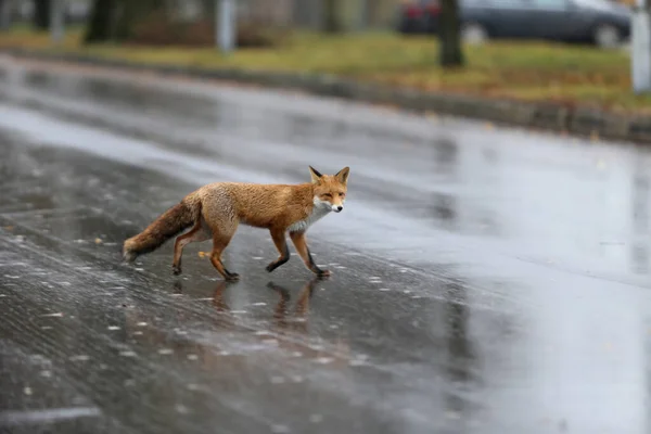 Red Fox, walks around the city without fear of people, Kedainiai, Lithuania