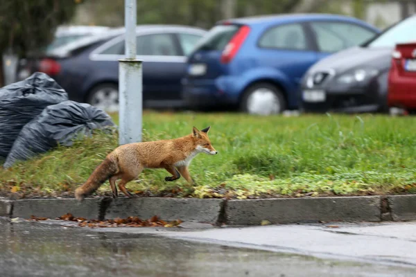 Red Fox, walks around the city without fear of people, Kedainiai, Lithuania