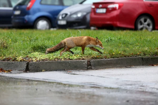 Red Fox, walks around the city without fear of people, Kedainiai, Lithuania