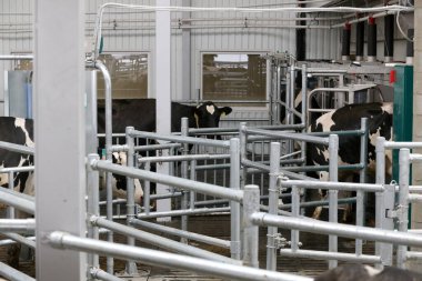 cows eat feed on the farm, Kedainiai, Lithuania