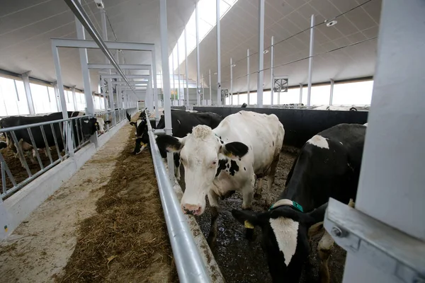 cows eat feed on the farm, Kedainiai, Lithuania