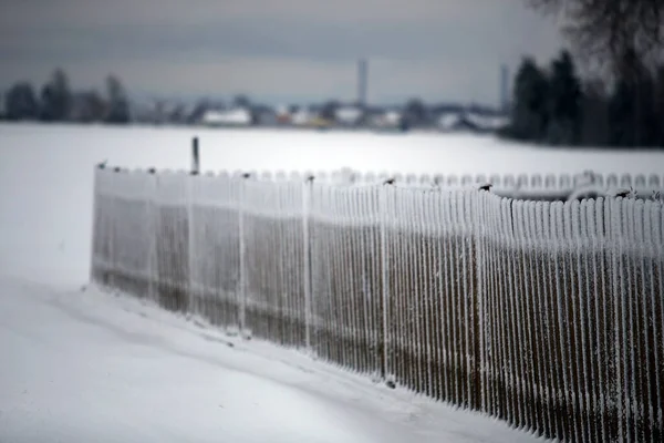 Old wooden fence covered with snow. Winter landscape in Lithuania