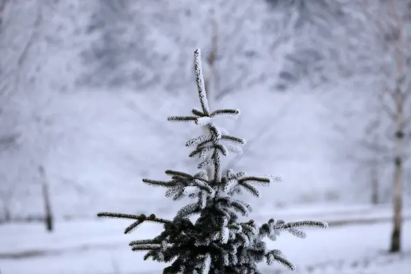 Zimní Krajina Mladé Vánoční Stromky Pokryté Sněhem Slunečný Mrazivý Den — Stock fotografie