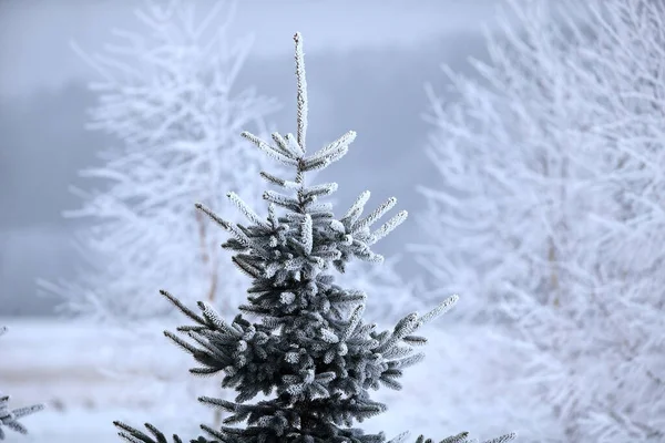 Paisagem Inverno Jovens Árvores Natal Cobertas Neve Dia Gelado Ensolarado — Fotografia de Stock