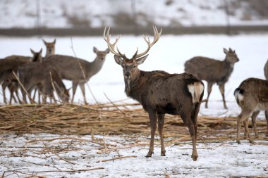 Geyik ve sırt kışın, Litvanya
