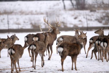 Geyik ve sırt kışın, Litvanya