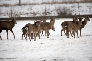 Geyik ve sırt kışın, Litvanya