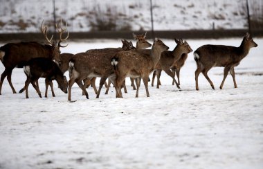 Geyik ve sırt kışın, Litvanya