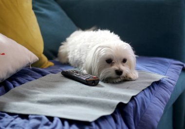 Beyaz Malta 'lı yavru köpek ve genç sahibi..