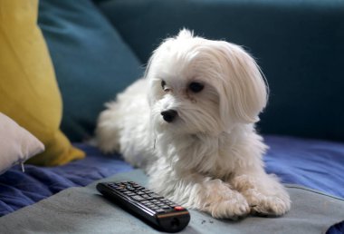 Beyaz Malta 'lı yavru köpek ve genç sahibi..