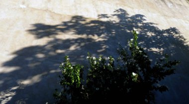 Ağaç gölgesi konsepti ölüm zamanı beton duvar arka plan yüzey desenli fotoğrafçılık metin için uzayı kopyaladı. Arjantin