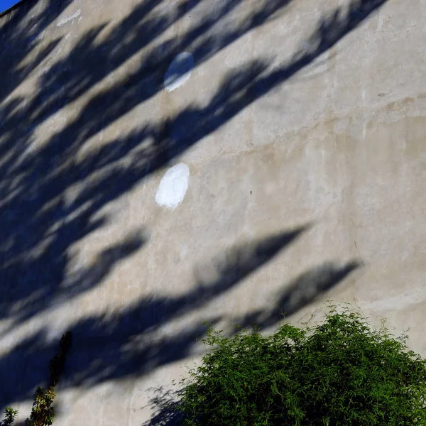 Strom Stín Koncept Smrt Čas Beton Zeď Texturované Pozadí Vzor — Stock fotografie