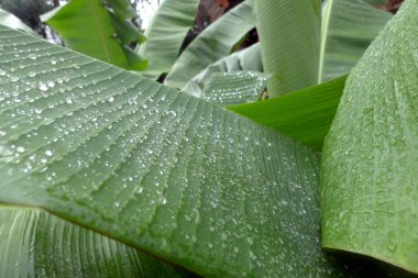 Parlak yeşil yaprak ve su damlasına yakın dur. Arjantin