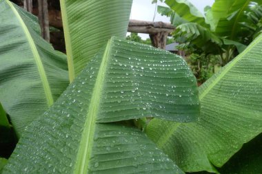 Parlak yeşil yaprak ve su damlasına yakın dur. Arjantin