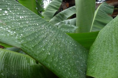 Parlak yeşil yaprak ve su damlasına yakın dur. Arjantin