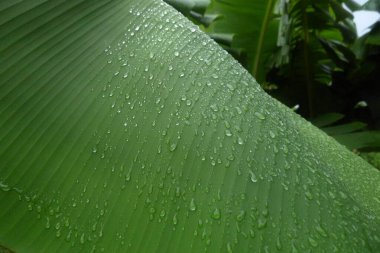 Parlak yeşil yaprak ve su damlasına yakın dur. Arjantin