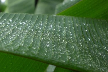 Parlak yeşil yaprak ve su damlasına yakın dur. Arjantin