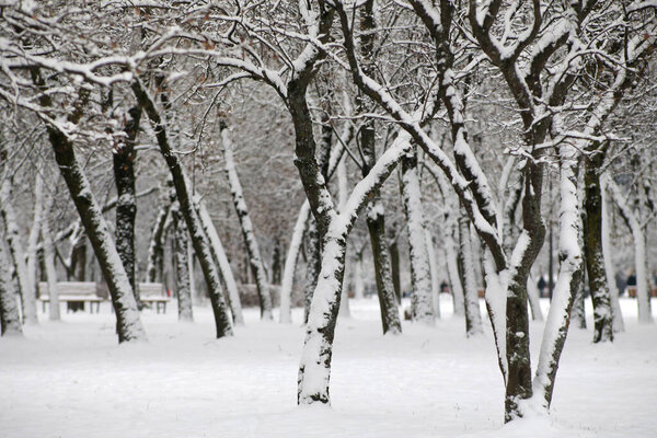 Snow-covered trees in the city park. Kaunas, Lithuania