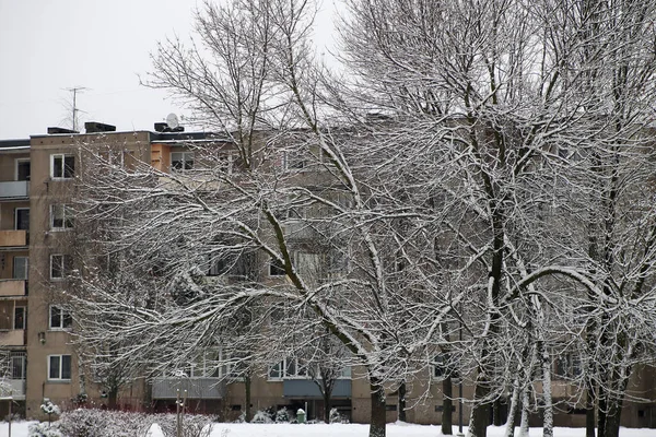 Snow-covered trees in the city park. Kaunas, Lithuania