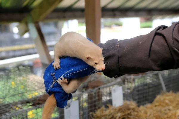 Europese Nertskooi Gekweekt Een Boerderij Voor Bont Litouwen — Stockfoto