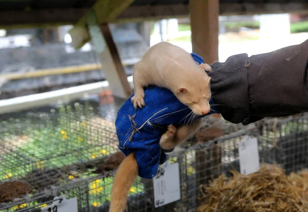 Europese Nertskooi Gekweekt Een Boerderij Voor Bont Litouwen — Stockfoto