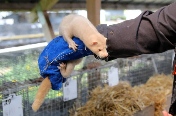 Europese Nertskooi Gekweekt Een Boerderij Voor Bont Litouwen — Stockfoto