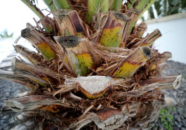  Hurma ağacının kütüğünün kütüğü,