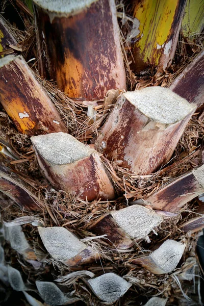 棕榈树树干的碎片 — 图库照片