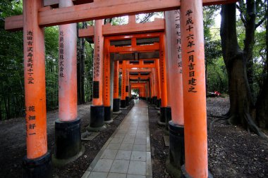 Fushimi inari taisha 'daki kırmızı torii geçidi Kyoto, Japonya 11: 14 2019' daki turistlerin ilgi çekici yerlerinden biri.