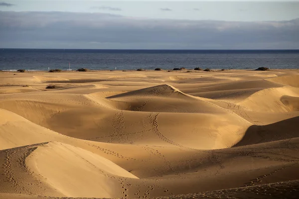 Corralejo Sanddyner Fuerteventura Öken Kanarieöarna Spanien — Stockfoto
