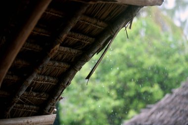 Sazlık çatıda tropik yağmur damlaları