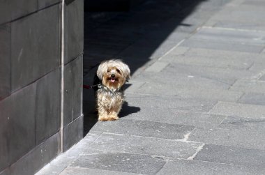 Genç Yorkshire Teriyeri dışarıda iyi vakit geçiriyor.