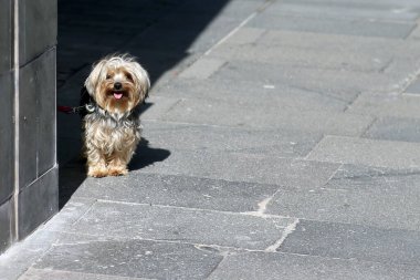 Genç Yorkshire Teriyeri dışarıda iyi vakit geçiriyor.