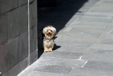 Genç Yorkshire Teriyeri dışarıda iyi vakit geçiriyor.