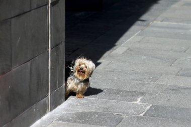 Genç Yorkshire Teriyeri dışarıda iyi vakit geçiriyor.