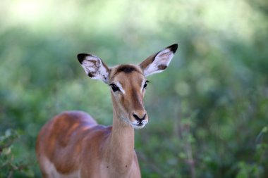 Afrika ovalarında Impalas, Kenya